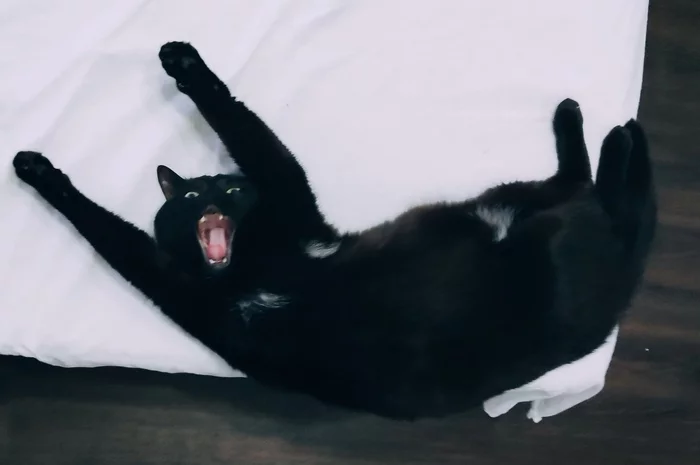 Random co-renaissance - Accidental renaissance, cat, My, Black cat, Yawn, Milota