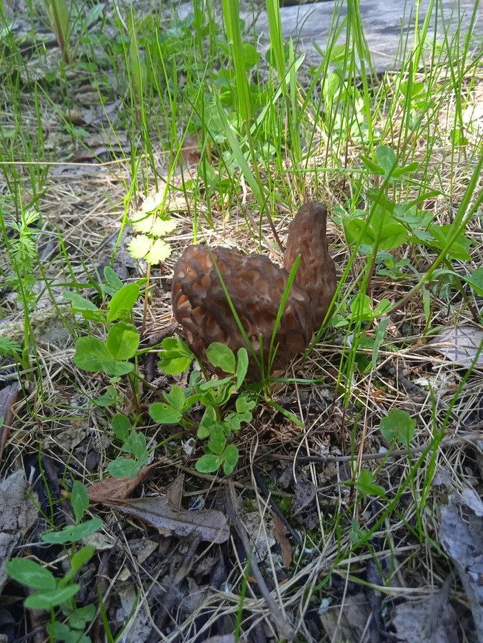 Help identify mushrooms - My, Mushrooms, Spring, Question, Longpost