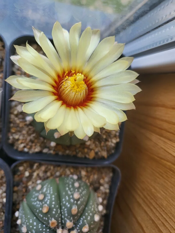 cactus bloomed - My, Cactus, Bloom