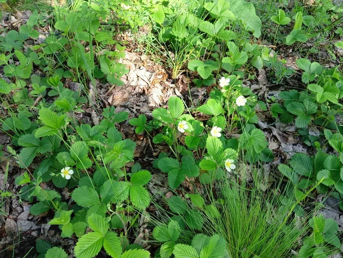 Heralds of Summer - My, Strawberry, Flowers, Summer