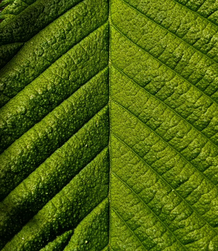 Forest minimalism - My, Macro photography, The photo, Forest, Nature, Plants, Leaves, Longpost