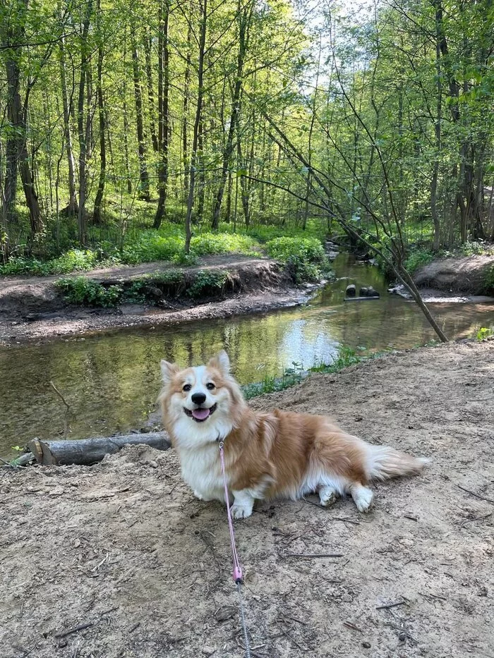 Corn in the forest - My, Corgi, Forest, Dog