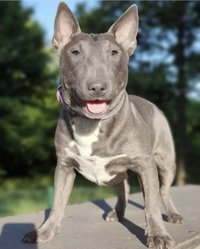 Unusual colors - Bull terrier, Color, Dog, The photo