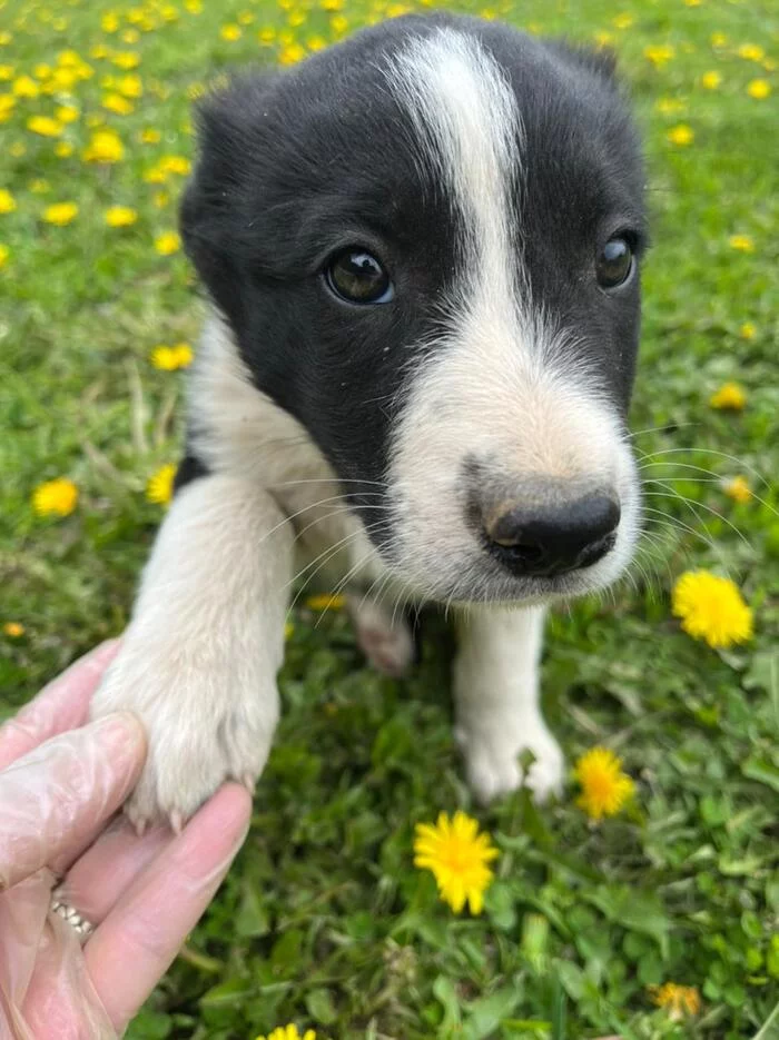 Senechka. - My, The rescue, Animal Rescue, Help, In good hands, Shelter, Animal shelter, Homeless animals, The strength of the Peekaboo, Milota, No rating, Longpost, Moscow, Puppies, Dog