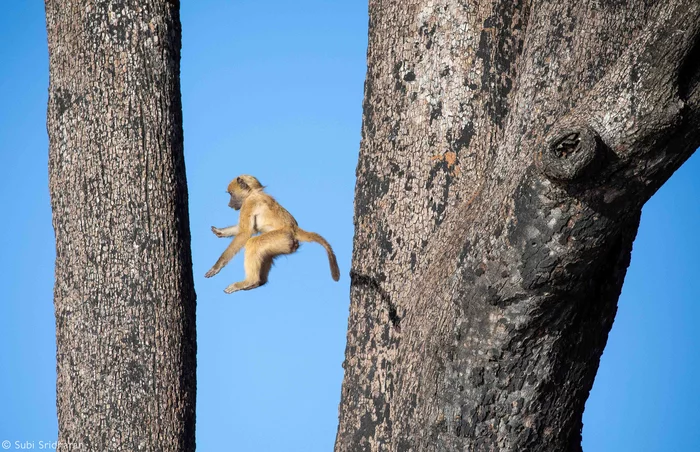 Bounce - Baboons, Baboon, Primates, Monkey, Wild animals, wildlife, National park, South Africa, The photo, Bounce, Tree