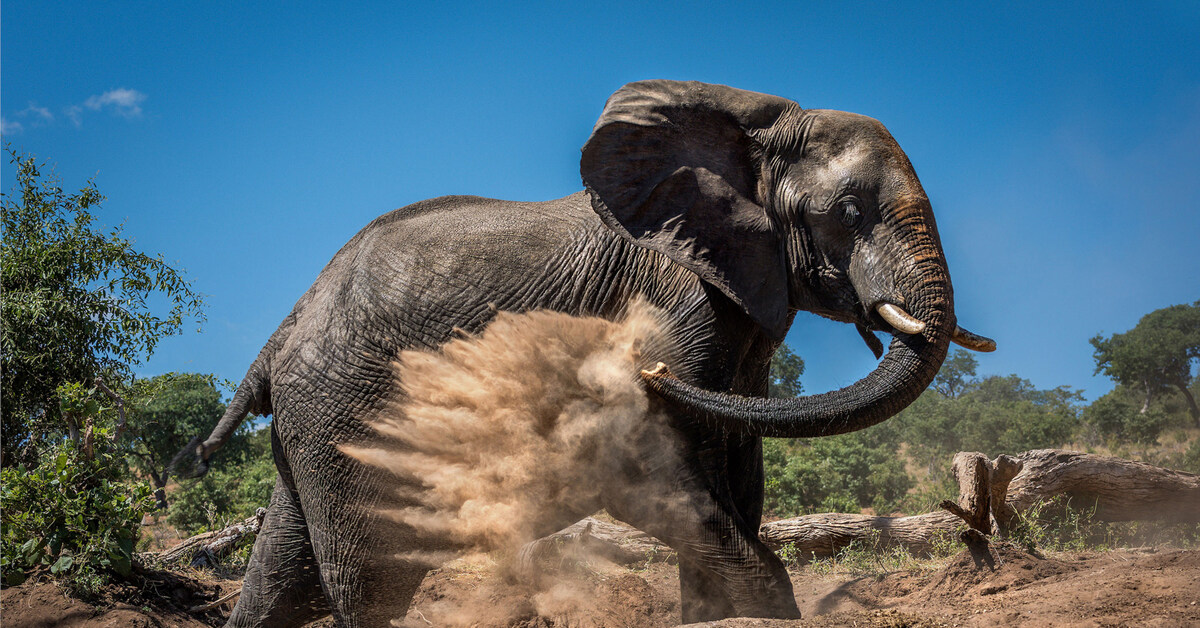 An elephant. Слоны в природе. National Geographic слоны. Слоны фото. Хобот слонов.