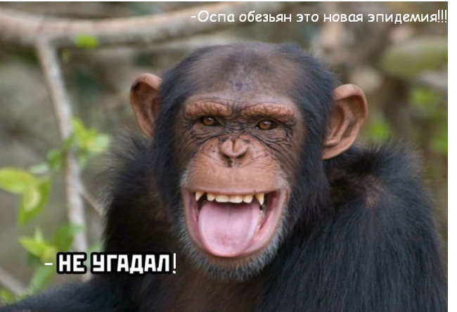 Will not? - Picture with text, Monkey, Primates, Memes, Russia, Vital