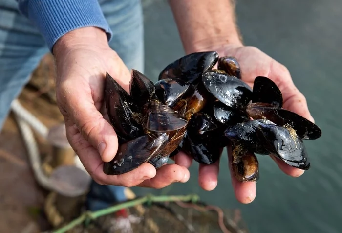 Sevastopol scientists patent cosmetics based on algae, oysters and mussels - Crimea, news, Cosmetics, Ecology, Nature