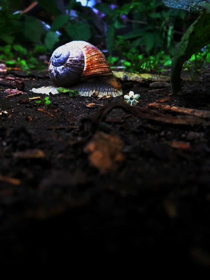 Almost came - My, Nature, Snail, The photo, Mobile photography, Street photography