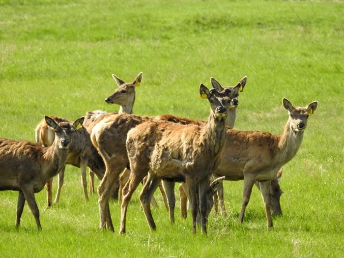 Herding behavior of deer - My, Deer, Spotted deer, Wapiti, Elk, Animal behavior, Ethology, Artiodactyls, Longpost