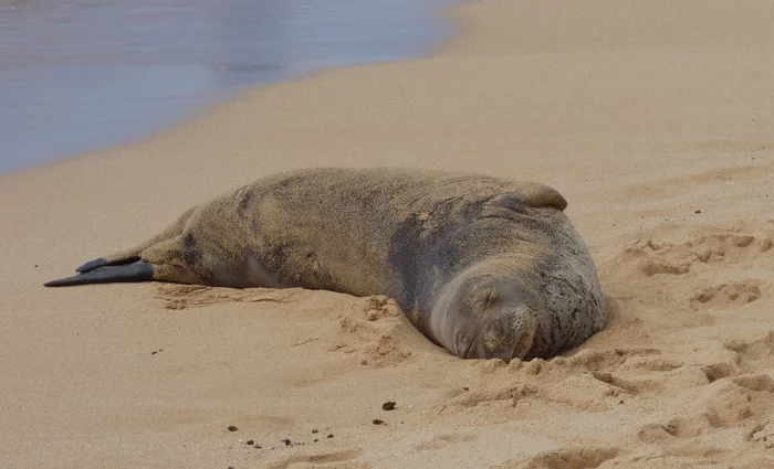 Monk seals were exterminated by the ancient Romans! - White-bellied, Seal, Pinnipeds, Predatory animals, Marine life, Rare view, Mediterranean Sea, Endangered species, Red Book, Mediterranean, DNA, Wild animals, The Roman Empire, Fishing, Scientists, University, France