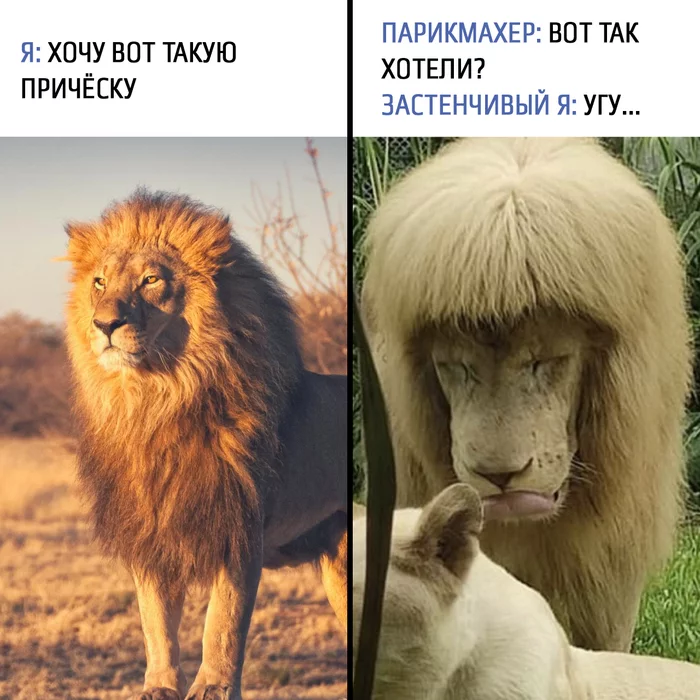 Reply to the post Beasts are like people - Picture with text, Humor, a lion, Прическа, Memes, Reply to post, Mane