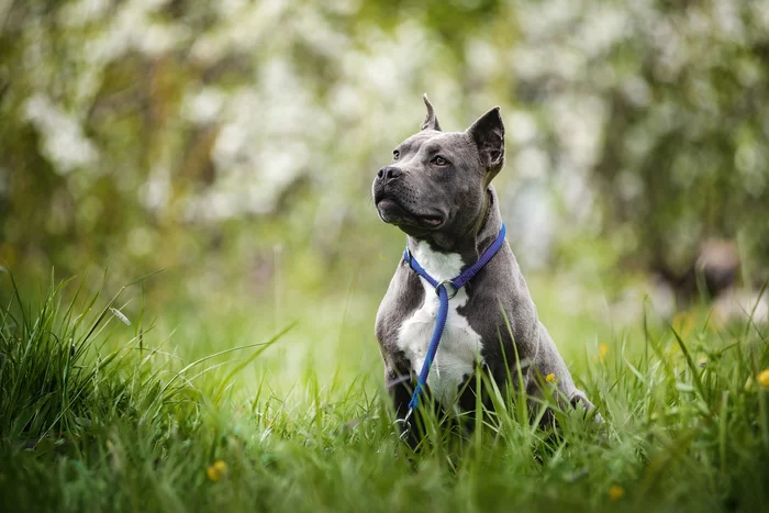 Staffy! - My, Pets, Dog, Amstaff, The photo, Milota, Summer, Grass, Longpost