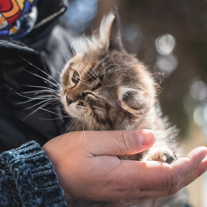 Katerina is looking for a home! - cat, In good hands, Maine Coon, Animal shelter, No rating, Veterinary, Found a home, Longpost