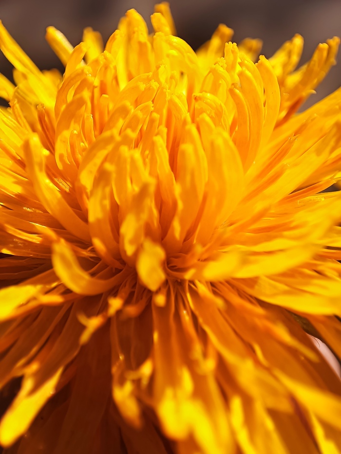 Макро фотосессия одуванчика | Пикабу