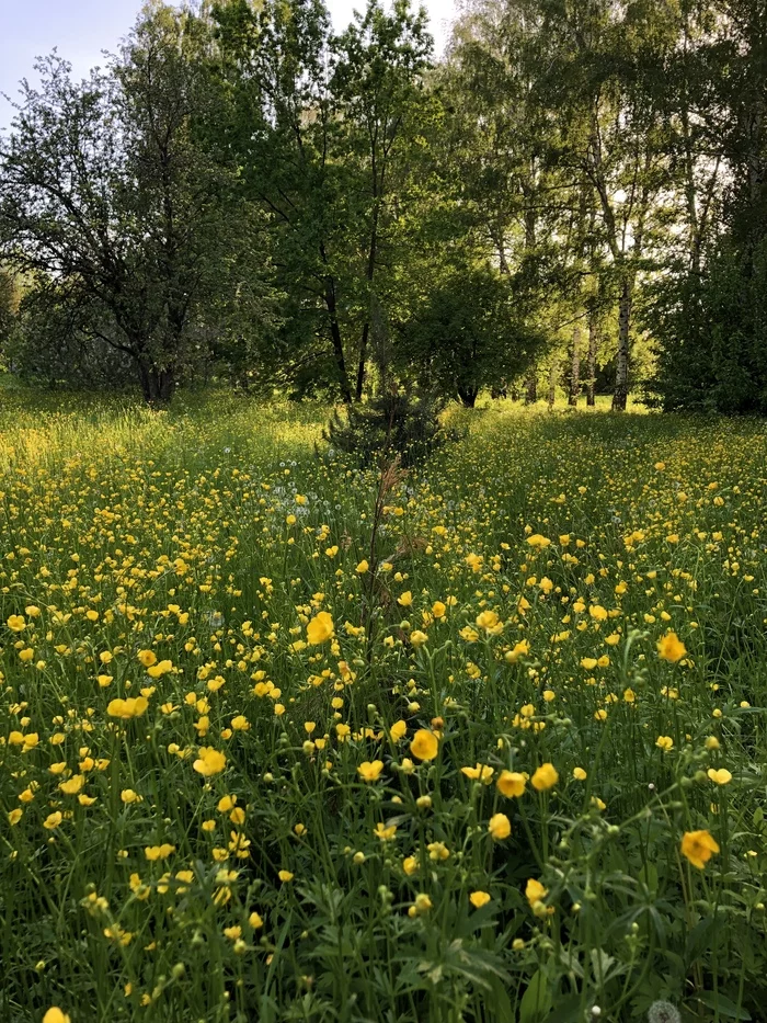 Last day of spring - My, Samara, Botanical Garden, Mobile photography, Spring, Pond, Alley, Longpost