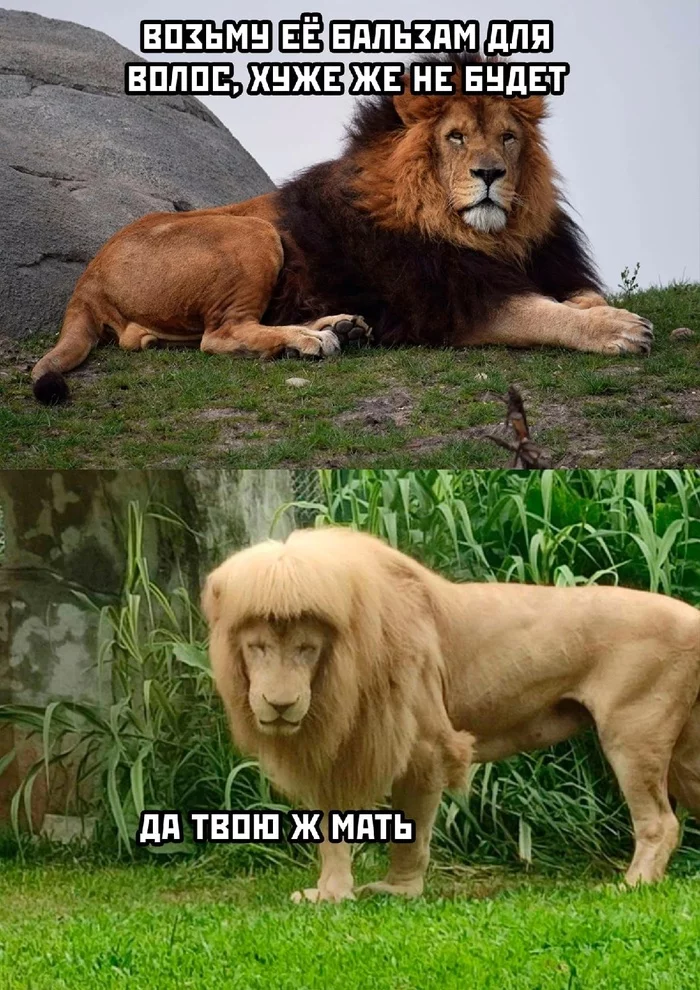 Or zhumaysynba shampoo - Humor, a lion, Memes, Shampoo, Прическа, Mane, Picture with text