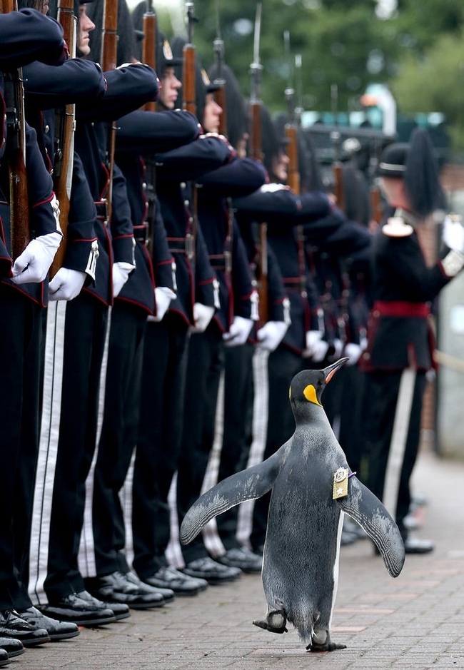 In 2008, Norway knighted the penguin, and in 2016 he was promoted to brigadier general. - Norway, Europe, Penguins, Facts, Army, Longpost