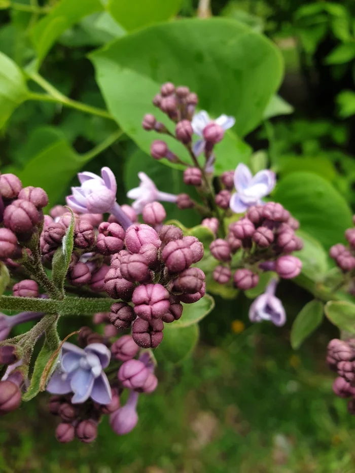 Lilac - My, Lilac, , Flowers, Longpost