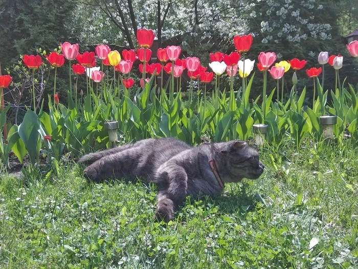 See you soon, spring - My, cat, Garden, Tulips, Spring, Mobile photography