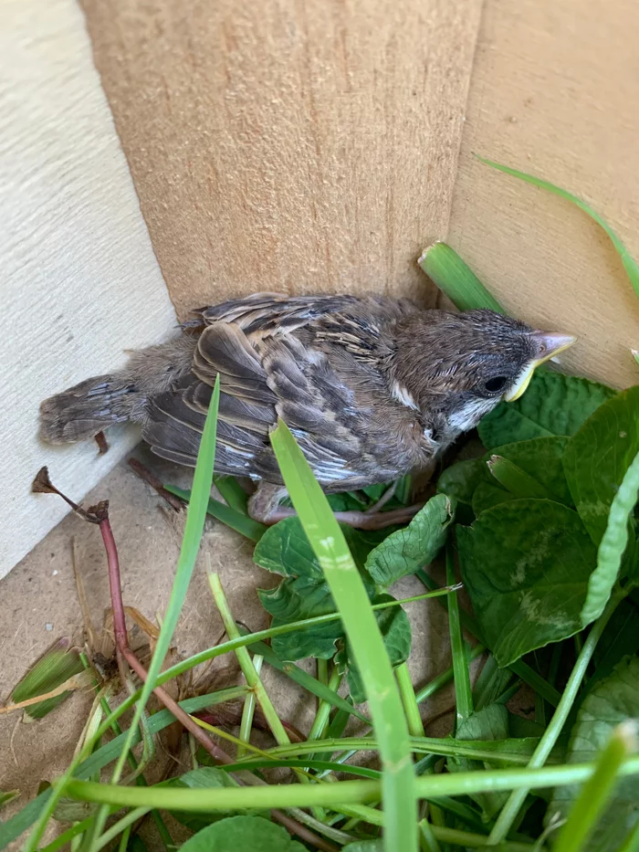 Please help: how to deal with the yellow-mouthed sparrow? - My, Animal Rescue, Helping animals, Homeless animals, Longpost