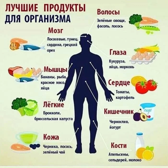 A balanced diet provides the body with everything necessary for the normal functioning of the whole organism - Health, Nutrition, Sport, Healthy lifestyle, Body