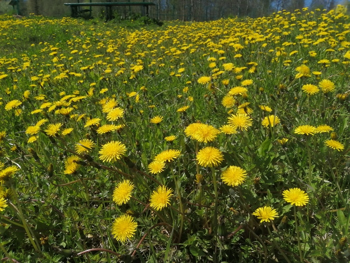 Ответ на пост «Урааа!!! Лето пришло!»