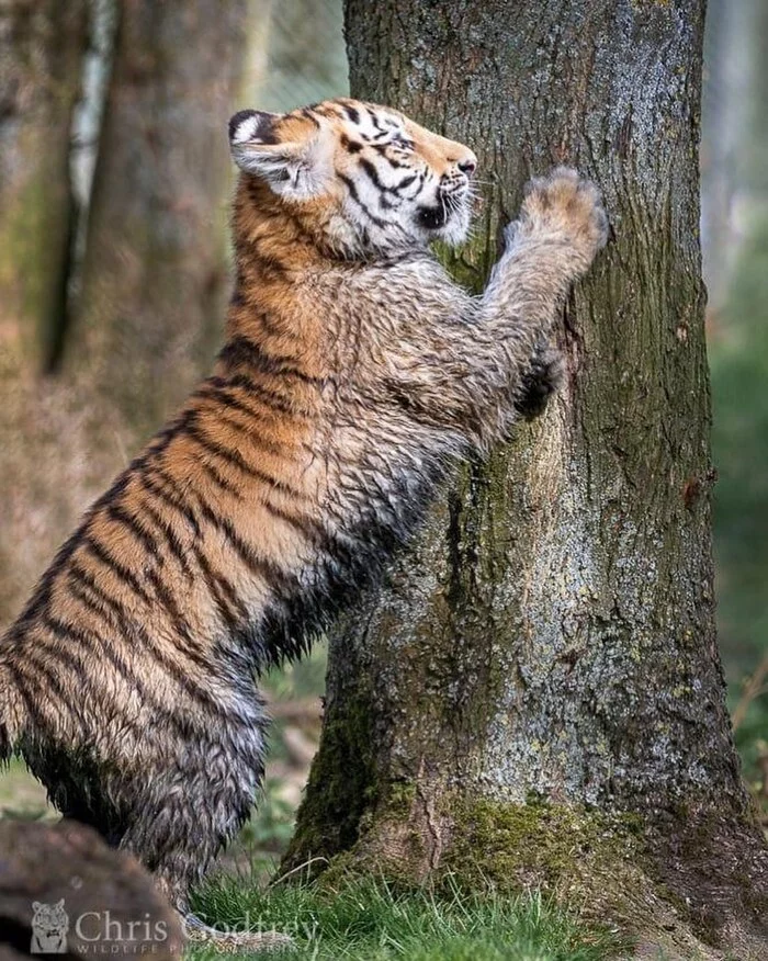 Honing the skill of sharpening claws - Extinct species, Young, Tiger, Big cats, Cat family, Predatory animals, Wild animals, Zoo, The photo, Tree, Tiger cubs