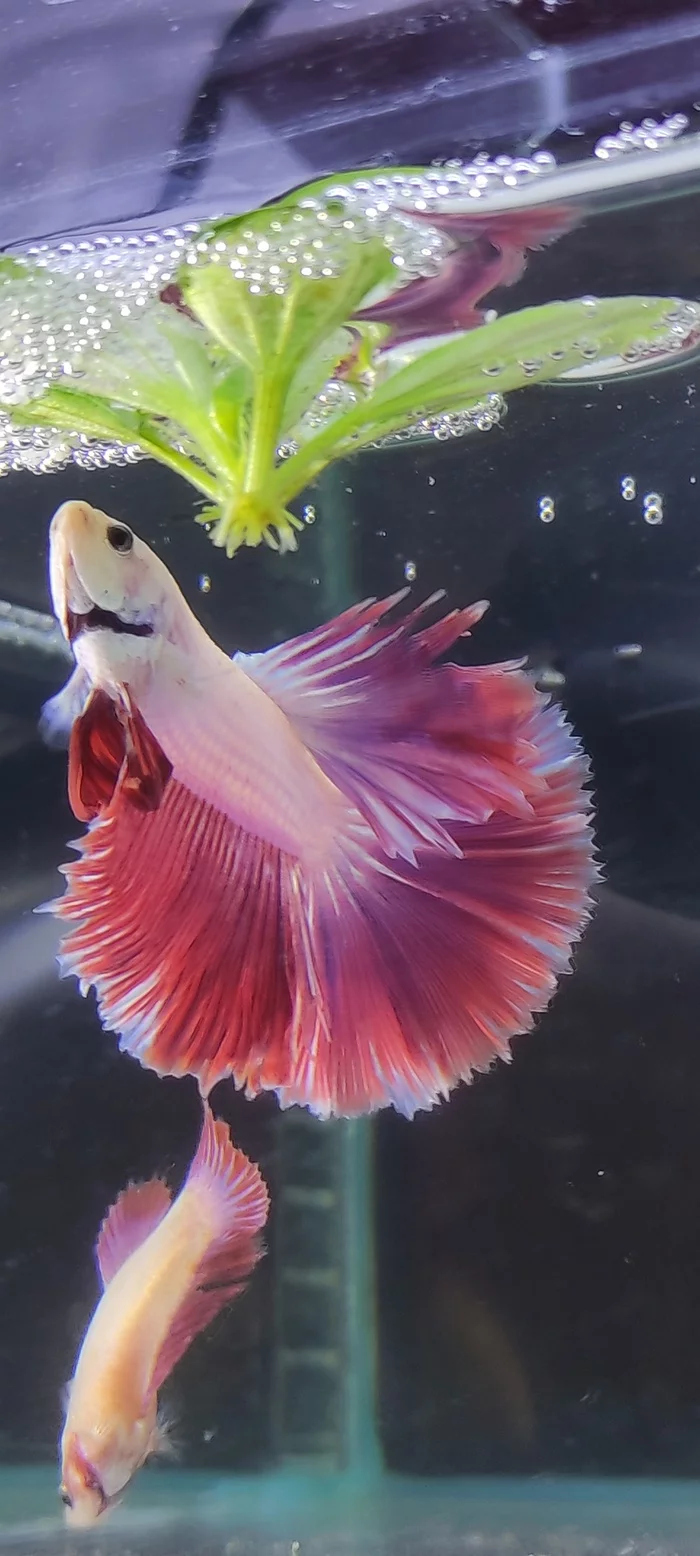 How to properly verify your account on Pikabu - My, Cockerel fish, Aquarium, Aquarium, Aquarium fish, Breeding, Help, Moderator, Verification, Peekaboo, Longpost