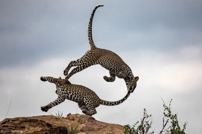 Dance - Rare view, Leopard, Big cats, Cat family, Predatory animals, Wild animals, wildlife, Reserves and sanctuaries, Africa, The photo, Young, Animal games