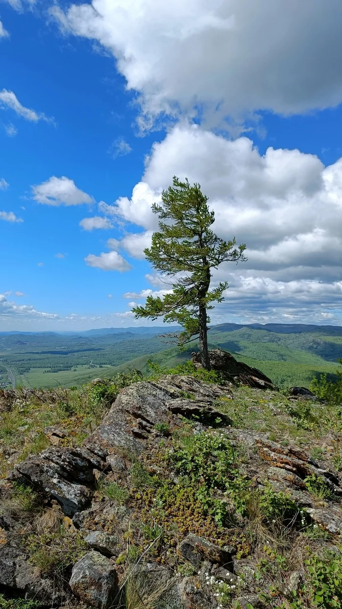 Lonely at the top - My, Mobile photography, Tree, On the Mountain, Bashkortostan, Sky, The mountains