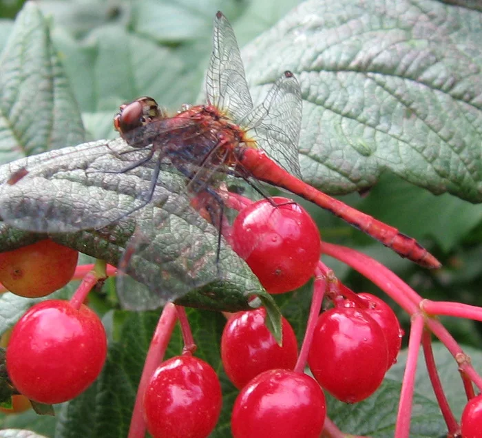 Dragonfly - My, Insects, Dragonfly, Disguise, Macro photography, Nature