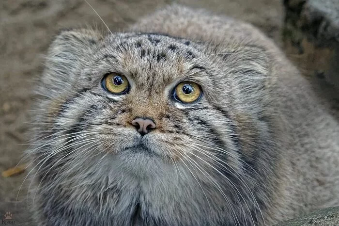 manul - Pallas' cat, Wild animals, The photo, Cat family, Small cats, Predatory animals