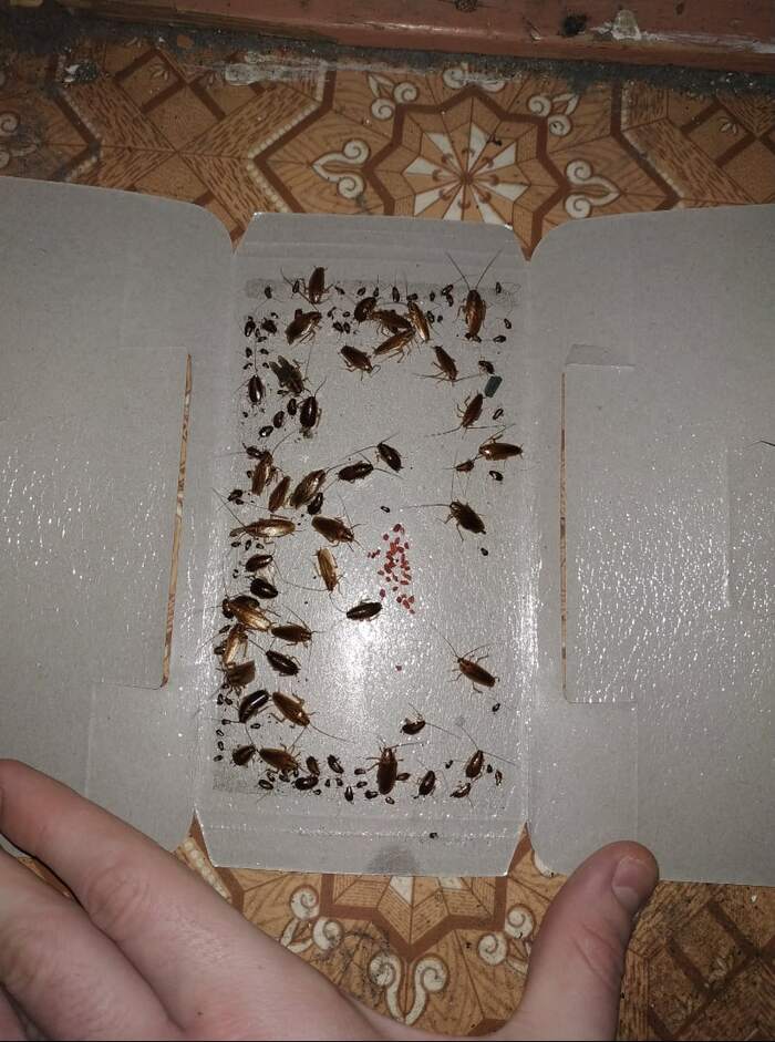 Свои тараканы в голове