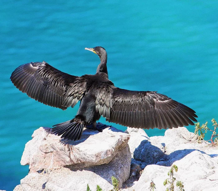 Welcome summer with open arms - Cormorants, Birds, Primorsky Krai, Reserves and sanctuaries, wildlife, The photo, beauty of nature