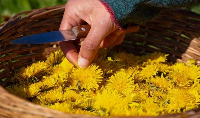 In Estonia, dandelions are paid 16 euros per kilogram. - Prices, Estonia, Market gardener, Dandelion
