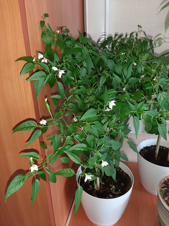 And this is my harvest in the office - My, Plants, Chilli, Harvest, Longpost, Reply to post