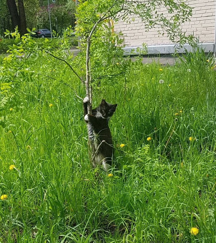 modelka - My, cat, Posing, Bush