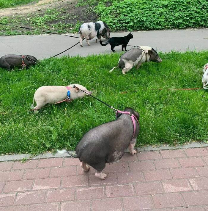 Pigs went for a walk in Balashikha - Moscow, Humor, Piggy, Walk, Piglets, Pig, cat