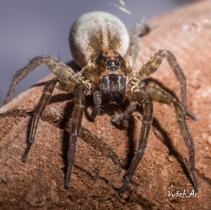 Прогулка Фотография, Санкт-Петербург, Природа, Прогулка, Парк, Длиннопост, Паук