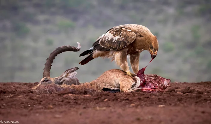 Pecks bloody food... - Hawks, Eagle, Predator birds, Birds, Wild animals, wildlife, Reserves and sanctuaries, South Africa, The photo, Impala, Carcass, Mining