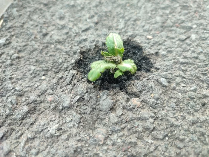 Power of nature - My, Plants, Weeds, Asphalt, Nature, Mobile photography