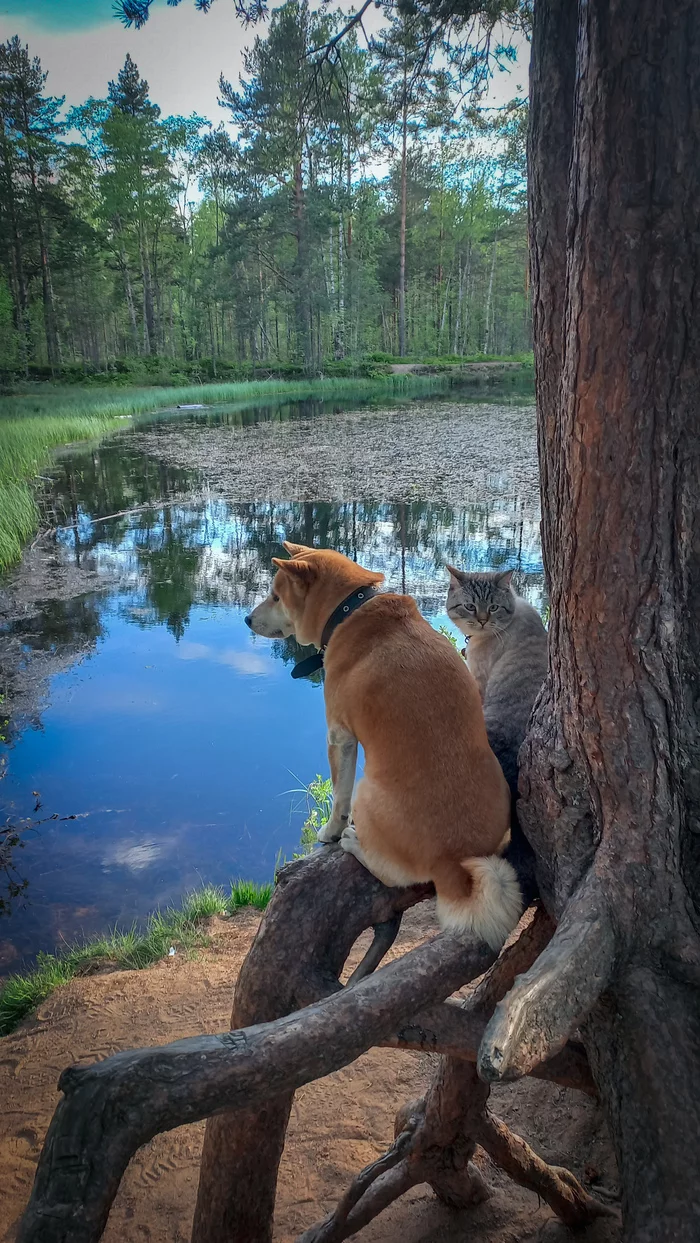 Will we catch fish? - My, cat, Pets, Milota, Mobile photography, Dog, Shiba Inu