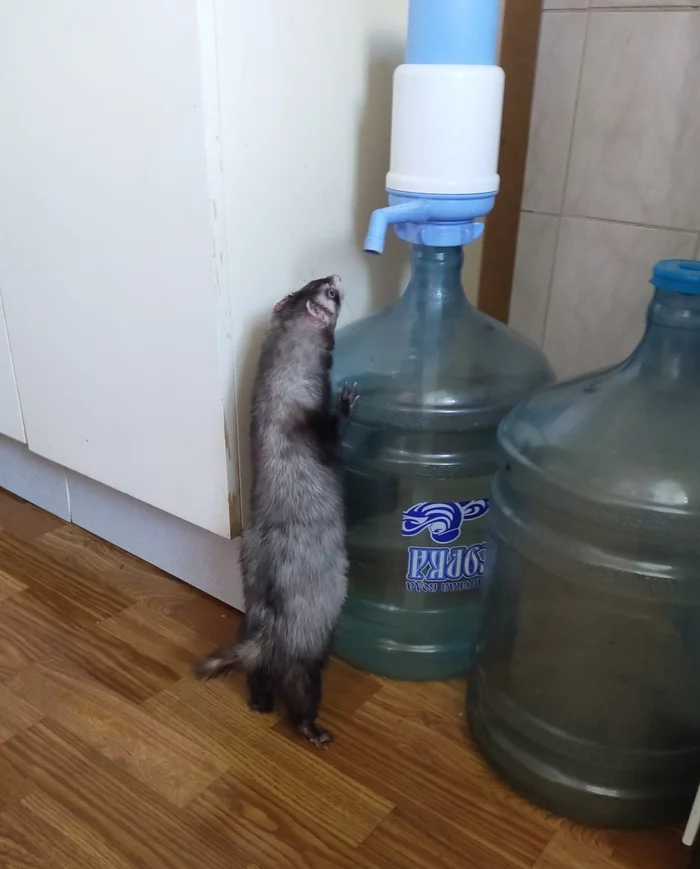 My little convict... - My, Ferret, Obituary, Old age, Longpost, Death, Pets