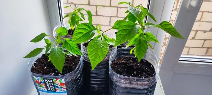 I grew these peppers, you can’t say that they are the hottest in the world - My, Hot peppers, Growing, Carolina Reaper, Houseplants, Vegetable garden on the windowsill