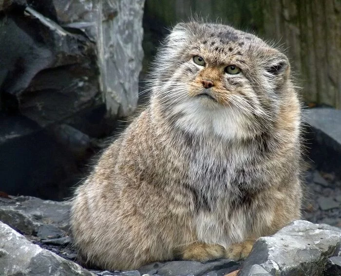 manul - Pallas' cat, Wild animals, The photo, Cat family, Small cats, Predatory animals