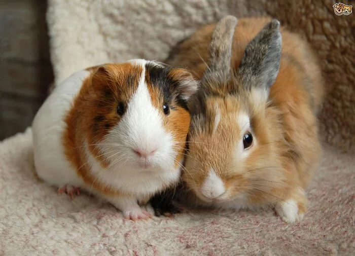 Why rabbits shouldn't be caged with guinea pigs, and what does that have to do with humans? - My, Random-LZ, Relationship, Psychology, Introvert, Extrovert, Longpost