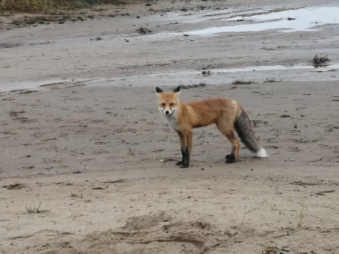 Reply to the post The Fox came to visit - Fox, North, The photo, Northern dvina, Reply to post, Longpost