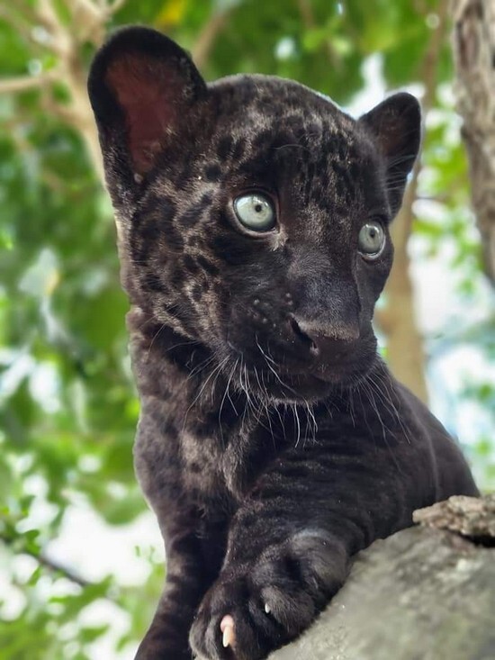 Черный ягуар и леопард | Пикабу