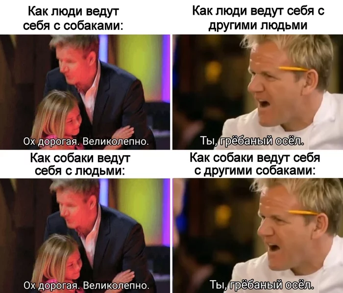 About dogs and people - Humor, Memes, Gordon Ramsay, Hell's Kitchen, Picture with text